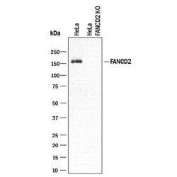 Human/Mouse/Rat FANCD2 Antibody, R D Systems 25&mu;g:Antibodies, Monoclonal