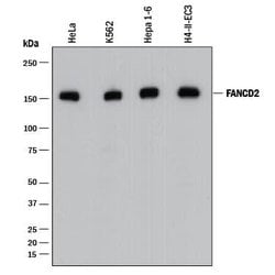 Human/Mouse/Rat FANCD2 Antibody, R D Systems 25&mu;g:Antibodies, Monoclonal