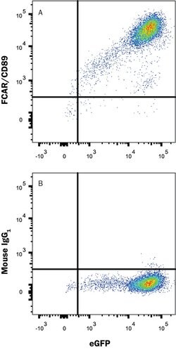 Human/Cynomolgus Monkey FCAR/CD89 Antibody, R D Systems 25&mu;g; Unlabeled:Antibodies,