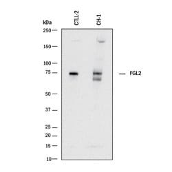 Mouse FGL2 Antibody, R D Systems:Antibodies:Primary Antibodies