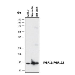Human/Mouse/Rat FKBP12/FKBP12.6 Antibody, R D Systems:Antibodies:Primary
