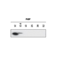 Human/Mouse/Rat FKBP12/FKBP12.6 Antibody, R D Systems:Antibodies:Primary