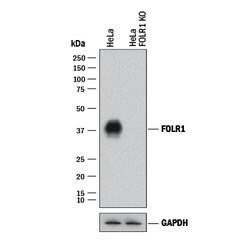 Human FOLR1 Antibody, R D Systems 100&mu;g; Unlabeled:Antibodies, Polyclonal