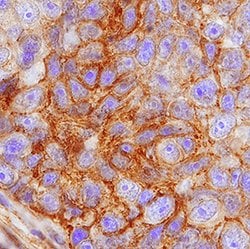 Human/Mouse/Rat FPRP/PTGFRN Antibody, R D Systems 100 &mu;g; Unconjugated:Antibodies,