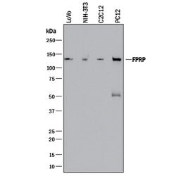 Human/Mouse/Rat FPRP/PTGFRN Antibody, R D Systems 100 &mu;g; Unconjugated:Antibodies,