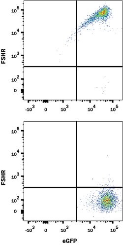 Human FSHR Antibody, R D Systems 500ug; Unlabeled:Anticuerpos