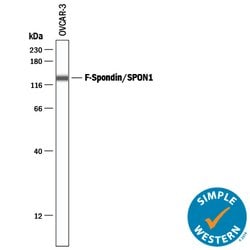 Human F-Spondin/SPON1 Antibody, R D Systems 25&mu;g; Unlabeled:Antibodies,