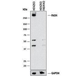 Human Fatty Acid Synthase/FASN Antibody, R D Systems 100&mu;g; Unlabeled:Antibodies,