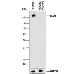 Human/Mouse Fatty Acid Synthase/FASN Antibody, R D Systems 100ug; Unlabeled:Antibodies,