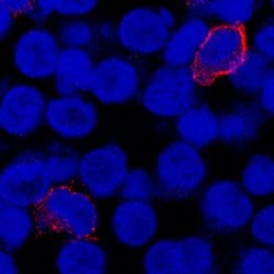 Human Fc gamma RIII (CD16) Antibody, R D Systems:Antibodies:Primary Antibodies