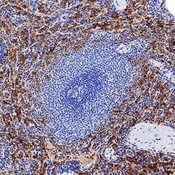 Human Fc gamma RIII (CD16) Antibody, R D Systems:Antibodies:Primary Antibodies