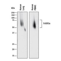 Human Fc gamma RIII (CD16) Antibody, R D Systems:Antibodies:Primary Antibodies