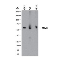 Human/Mouse/Rat Fc mu R/FAIM3 Antibody, R D Systems 25 &mu;g; Unconjugated:Antibodies,