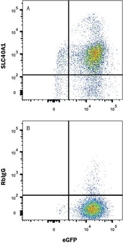 Human Ferroportin/SLC40A1 Antibody, R D Systems:Antibodies:Primary Antibodies