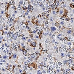 Human Ferroportin/SLC40A1 Antibody, R D Systems:Antibodies:Primary Antibodies