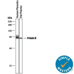 Human/Mouse/Rat Fetuin B Antibody, R D Systems 25&mu;g; Unlabeled:Antibodies,