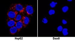 Human Fibronectin Antibody, R D Systems 25&mu;g; Unlabeled:Antibodies,