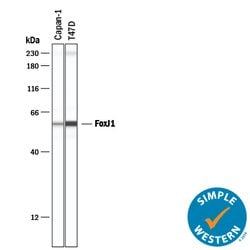 Human FoxJ1 Antibody, R D Systems 25&mu;g; Unlabeled:Antibodies, Polyclonal