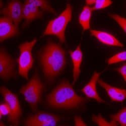 Human/Mouse/Rat GAPDH Antibody, R D Systems 25&mu;g; Unlabeled:Antibodies,