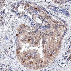 Human/Mouse/Rat GAPDH Antibody, R D Systems 25&mu;g; Unlabeled:Antibodies,