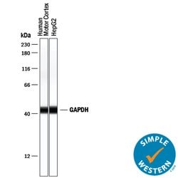 Human/Mouse/Rat GAPDH Antibody, R D Systems 25&mu;g; Unlabeled:Antibodies,