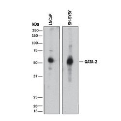 Human/Mouse GATA-2 Antibody, R D Systems 100&mu;g; Unlabeled:Antibodies,