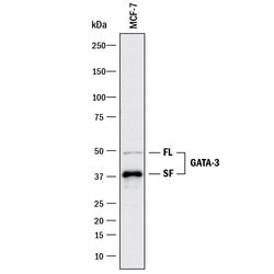 Human GATA-3 Antibody, R D Systems 25&mu;g; Unlabeled:Antibodies, Monoclonal
