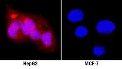 Human GATA-4 Antibody, R D Systems:Antibodies:Primary Antibodies