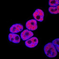 Human GATA-6 Antibody, R D Systems 100ug; Unlabeled:Antibodies, Monoclonal