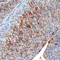 Human Glucosaminyl (N-acetyl) Transferase 1/GCNT1 Antibody, R D Systems