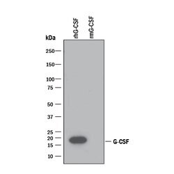 Human G-CSF Antibody, R D Systems 25&mu;g; Unlabeled:Antibodies, Polyclonal