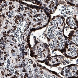 Human GDF-15 Antibody, R D Systems:Antibodies:Primary Antibodies