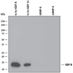 Human/Mouse/Rat GDF-8/Myostatin Antibody, R D Systems 25&mu;g; Unlabeled:Antibodies,