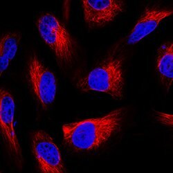 Human GFAP Antibody, R D Systems 100&mu;g:Antibodies, Monoclonal