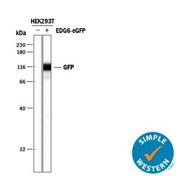 GFP Antibody, R D Systems 100 &mu;g | Buy Online | R&D Systems | Fisher Scientific