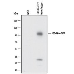 GFP Antibody, R D Systems 100 &mu;g | Buy Online | R&D Systems | Fisher Scientific