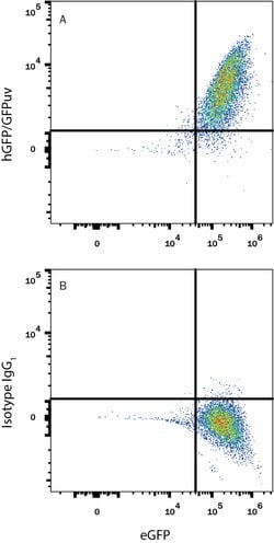 GFP Alexa Fluor 405-conjugated Antibody, R D Systems 100ug; Alexa Fluor