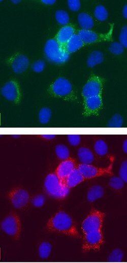 GFP Antibody, R D Systems 25&mu;g; Unlabeled:Antibodies, Monoclonal