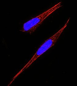 Human GFR alpha-2/GDNF R alpha-2 Antibody, R D Systems:Antibodies:Primary