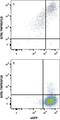 Mouse GITR/TNFRSF18 Antibody, R D Systems 25 &mu;g; Unconjugated:Antibodies,