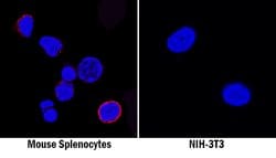 Mouse GITR/TNFRSF18 Antibody, R D Systems 25 &mu;g; Unconjugated:Antibodies,
