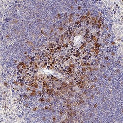Mouse GITR/TNFRSF18 Antibody, R D Systems 25 &mu;g; Unconjugated:Antibodies,