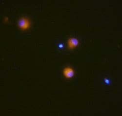 Human GM-CSF Antibody, R D Systems 100&mu;g:Antibodies, Monoclonal