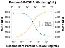 Porcine GM-CSF Antibody, R D Systems:Antibodies:Primary Antibodies
