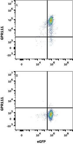 Human GPR111 Antibody, R D Systems 25 &mu;g; Unconjugated:Antibodies, Monoclonal