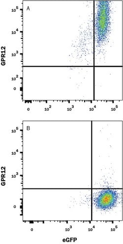 Human GPR12 Antibody, R D Systems 100ug; Unlabeled:Antibodies, Monoclonal