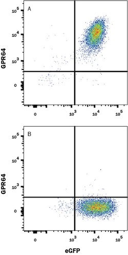 Human GPR64 Antibody, R D Systems 25 &mu;g Unconjugated:Antibodies, Monoclonal