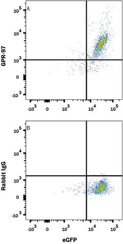 Human GPR97 Antibody, R D Systems 100 &mu;g; Unconjugated:Antibodies, Monoclonal