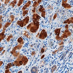 Human/Mouse/Rat GRB7 Antibody, R D Systems 25&mu;g; Unlabeled:Antibodies,