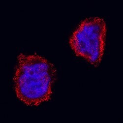 Human/Mouse/Rat GSK-3 beta Antibody, R D Systems 25&mu;g; Unlabeled:Antibodies,